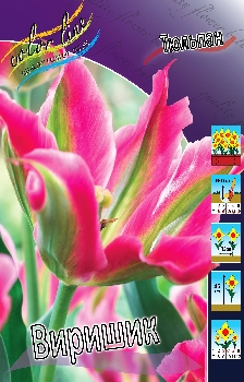 Tulipa Virichic